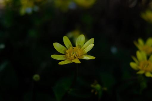 黄色い花 黄色い花の写真
