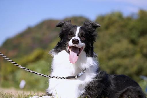 ボーダーコリーのポートレート 犬,ボーダーコリー,中型犬の写真素材