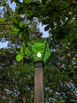 公園の街灯 公園の街灯 公園,街灯,枝の写真素材