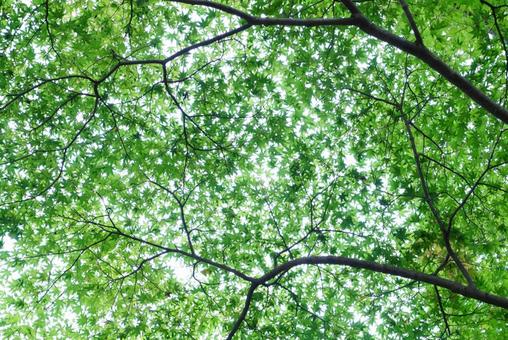 モミジの葉 モミジ,葉,植物の写真素材