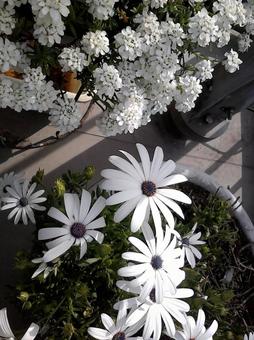 白い花 白い花の写真