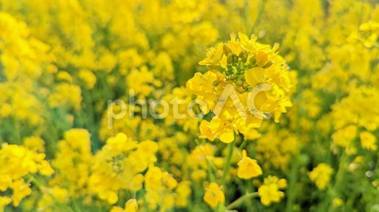 美しく咲く菜の花 菜の花,風景,背景の写真素材