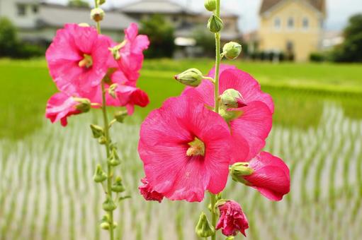 花 花の写真