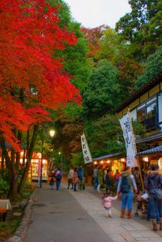 紅葉と参道の風景 紅葉と参道の風景の写真