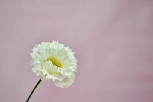 エレガントな白いバラ花の背景 背景,バラ,ローズの写真素材