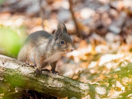 地面を歩くニホンリス 地面を歩くニホンリスの写真