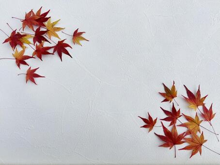 紅葉のもみじ2 もみじ,赤,秋の写真素材