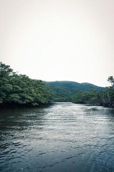 マングローブ 西表島 マングローブ 西表島の写真