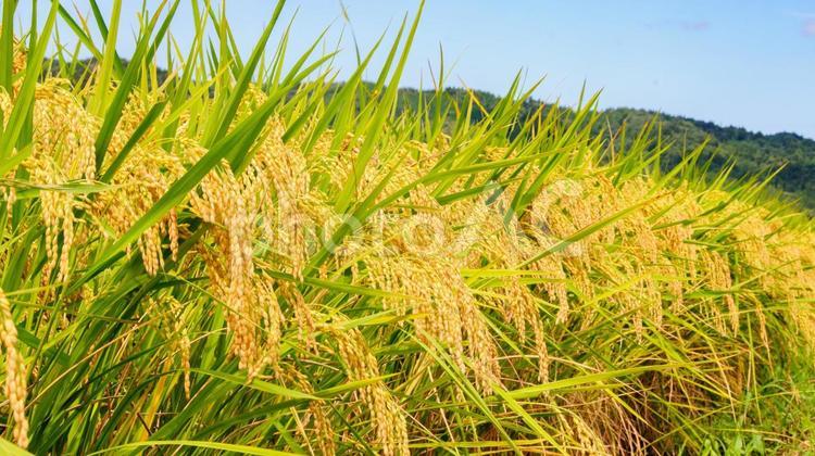 稲刈り直前の稲穂 12 秋の味覚,新米,米の写真素材