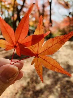 紅葉 紅葉の写真