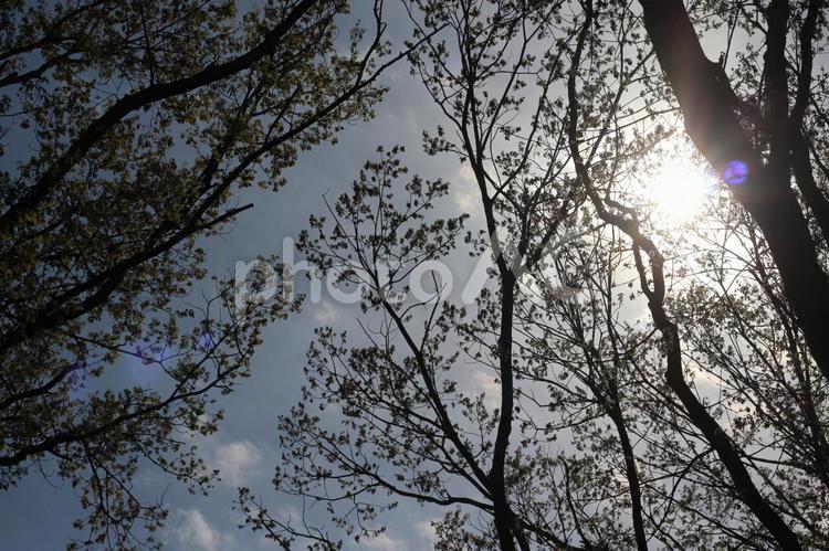 木漏れ日 木漏れ日,春,さわやかの写真素材