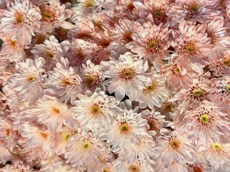 薄いピンクの花 花,カラフル,ピンクの写真素材