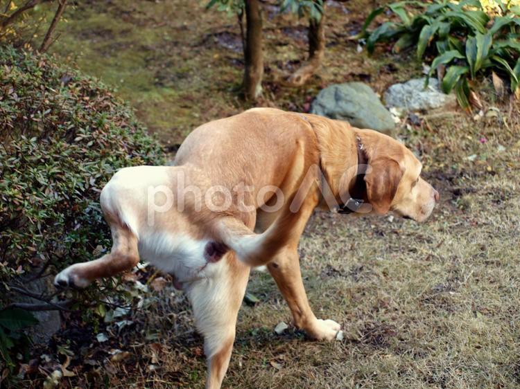 犬のマーキング 犬,マーキング,おしっこの写真素材