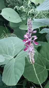 食用や薬にもなる秋の七草マメ科の葛の花 食用や薬にもなる秋の七草マメ科の葛の花 花,くず,葛の写真素材