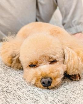 寝ているトイプードル 犬,犬の寝顔,寝顔の写真素材