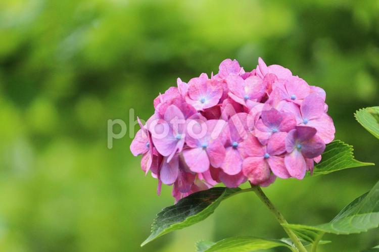 ピンクのかわいい紫陽花　２ 紫陽花,梅雨,花の写真素材