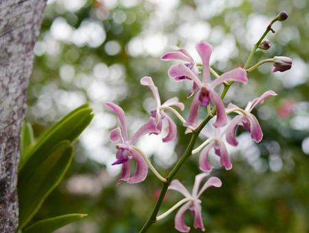 美しいランの花 美しいランの花の写真