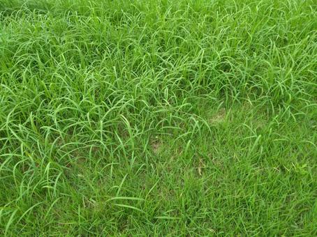 草生える 草生えるの写真