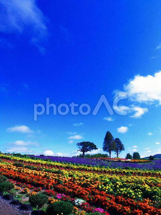 美瑛の美しいお花畑 美瑛,コピースペース,観光地の写真素材