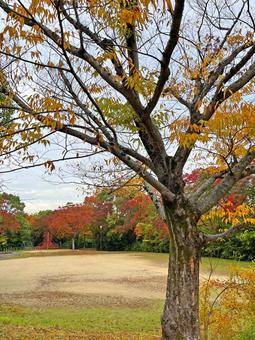 秋の公園 縦 公園,広場,遊具の写真素材