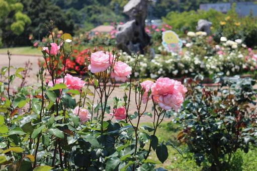 バラ公園 バラ公園の写真