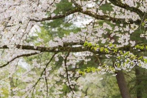 角館、武家屋敷周辺の桜。日本、秋田 角館、武家屋敷周辺の桜。日本、秋田 桜,ソメイヨシノ,角館の写真素材