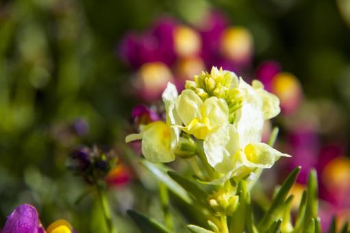 リナリア2の写真