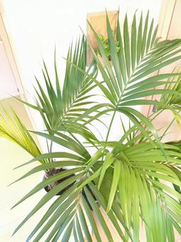 大型観葉植物　ケンチャヤシ　10号鉢 大型観葉植物,ケンチャヤシ,ヤシの木の写真素材