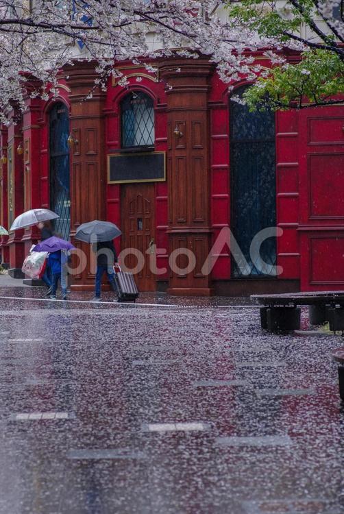 雨が降り東京港区赤坂5丁目に桜が散る 雨,散歩道,桜の写真素材
