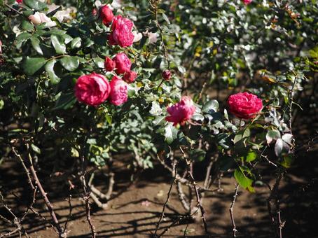 公園のバラ 公園のバラの写真