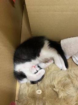 ハチワレ猫 ハチワレ猫 猫,ねこ,ペットの写真素材