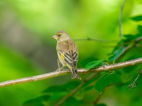 枝にとまるカワラヒワ 枝にとまるカワラヒワ カワラヒワ,野鳥,鳥の写真素材