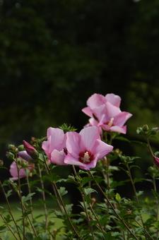 Summer flowers: Rose of Sharon 8, JPG Summer flowers: Rose of Sharon 8, JPG