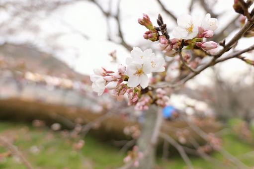 cherry blossoms, JPG cherry blossoms, JPG
