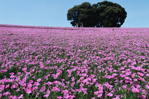 ペチュニア ペチュニア ペチュニア,桃色吐息,ピンクの写真素材