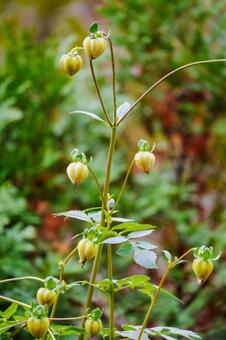 可憐に咲く黄色いホオズキ オーガニック,ガーデニング,カットアウトの写真素材