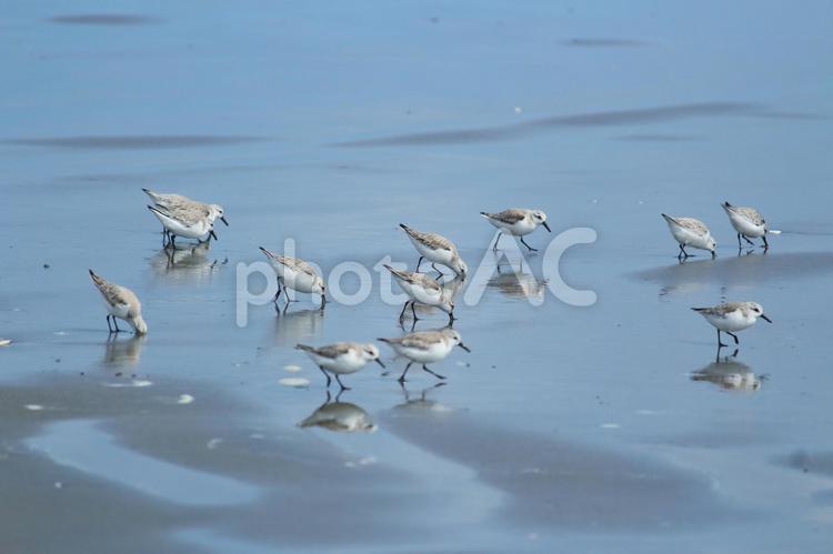 砂浜でエサを食べる小さい鳥 鳥,海鳥,海の写真素材