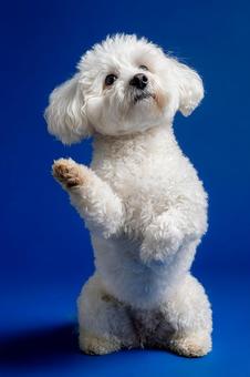 お座りする賢い犬 お座りする賢い犬の写真