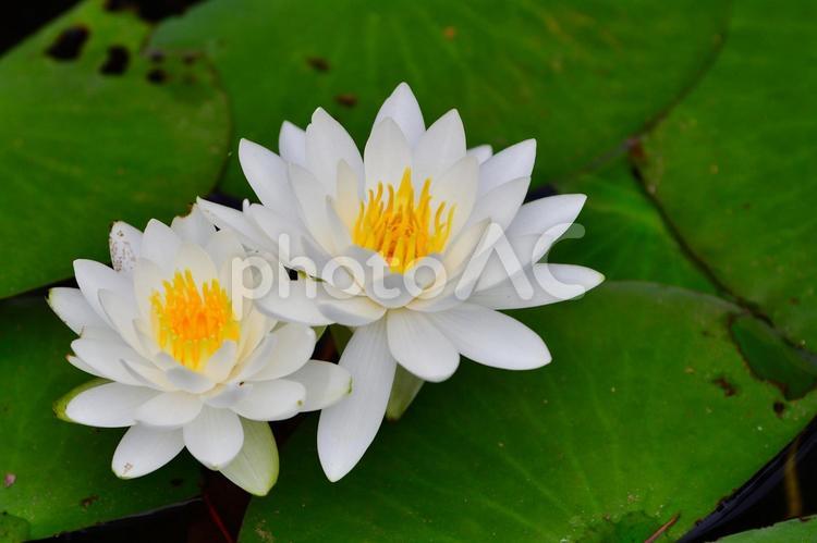 水面に咲く白いスイレンの花２ 睡蓮,白い花,水辺の写真素材