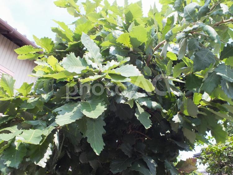 柏の木 柏,木,柏葉の写真素材