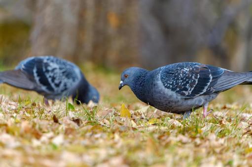 Fallen leaves in winter and pigeons eating, JPG Fallen leaves in winter and pigeons eating, JPG