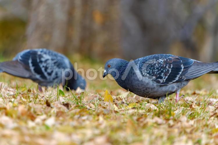 冬の落ち葉とハトの食事風景 ハト,鳥,野鳥の写真素材
