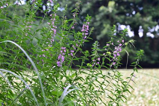 紫色のかわいいミソハギの花 紫色のかわいいミソハギの花 ミソハギ,花,紫の写真素材