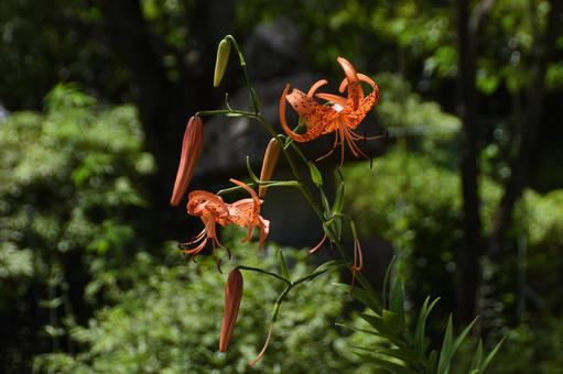 Photo, plant, oni lily, ghost lily, 