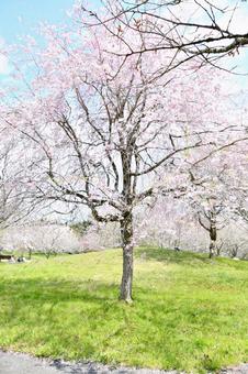 紅枝垂桜 紅枝垂桜 桜,紅枝垂,花の写真素材