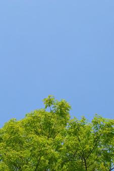 新緑と青空 新緑と青空の写真
