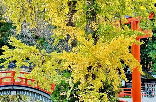 京都の紅葉　銀杏と鳥居 紅葉,京都,kyotoの写真素材