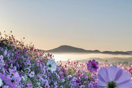 Cosmos field and mountain scenery surrounded by a sea of clouds, JPG Cosmos field and mountain scenery surrounded by a sea of clouds, JPG