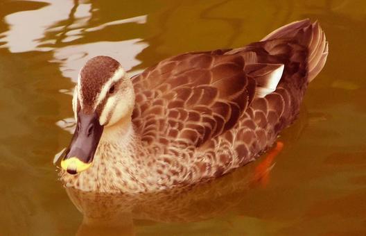 水面に浮かぶカルガモ セピア 水面に浮かぶカルガモ セピアの写真