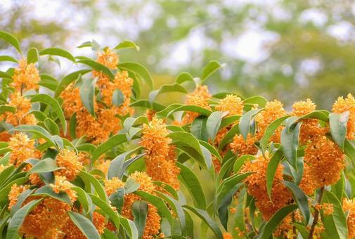 キンモクセイのオレンジの花 キンモクセイのオレンジの花 キンモクセイ,秋,花木の写真素材
